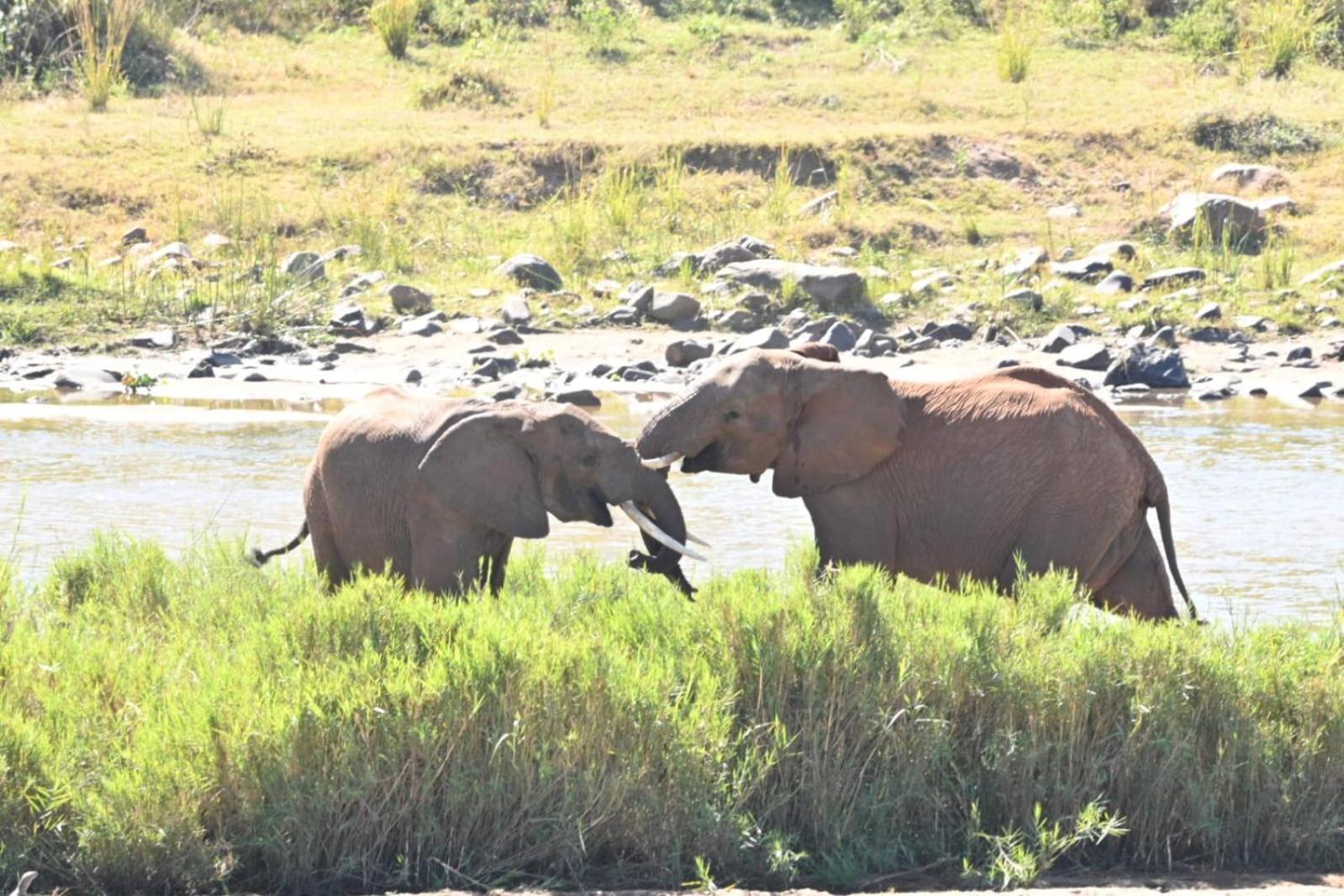 Buckler'S Africa Lodge Kruger Park 科马蒂普特 外观 照片